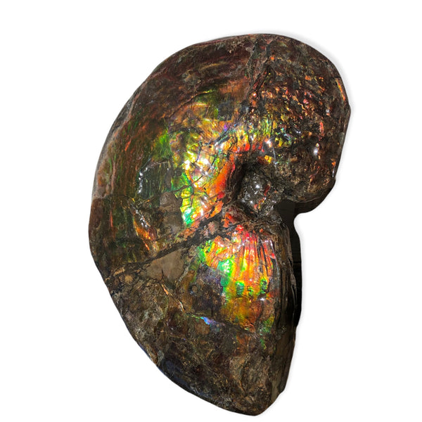 AF-76 Near complete Ammonite Fossil - Placenticeras Meeki　Ammolite **FREE SHIPPING***　