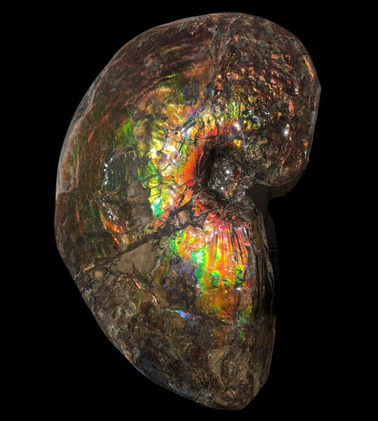 AF-76 Near complete Ammonite Fossil - Placenticeras Meeki　Ammolite **FREE SHIPPING***　