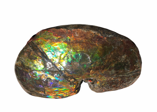 AF-76 Near complete Ammonite Fossil - Placenticeras Meeki　Ammolite **FREE SHIPPING***　