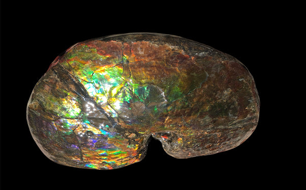 AF-76 Near complete Ammonite Fossil - Placenticeras Meeki　Ammolite **FREE SHIPPING***　