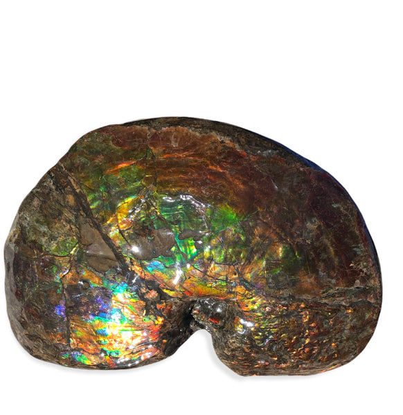 AF-76 Near complete Ammonite Fossil - Placenticeras Meeki　Ammolite **FREE SHIPPING***　