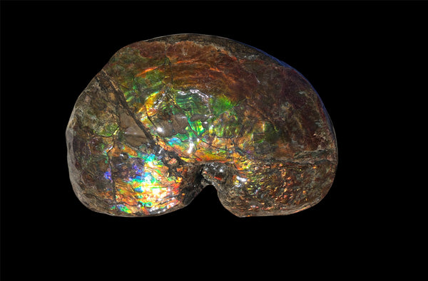 AF-76 Near complete Ammonite Fossil - Placenticeras Meeki　Ammolite **FREE SHIPPING***　