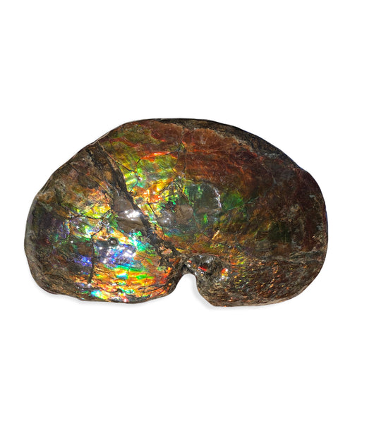 AF-76 Near complete Ammonite Fossil - Placenticeras Meeki　Ammolite **FREE SHIPPING***　