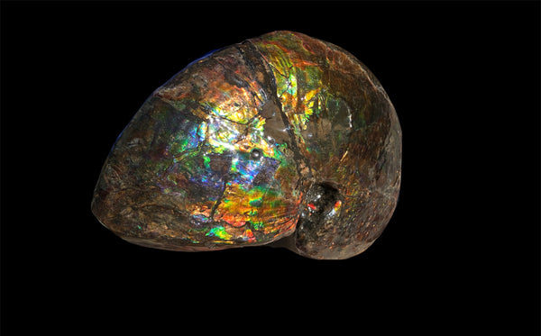 AF-76 Near complete Ammonite Fossil - Placenticeras Meeki　Ammolite **FREE SHIPPING***　