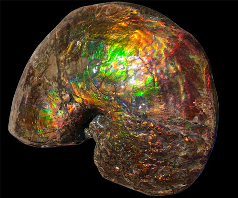 AF-76 Near complete Ammonite Fossil - Placenticeras Meeki　Ammolite **FREE SHIPPING***　
