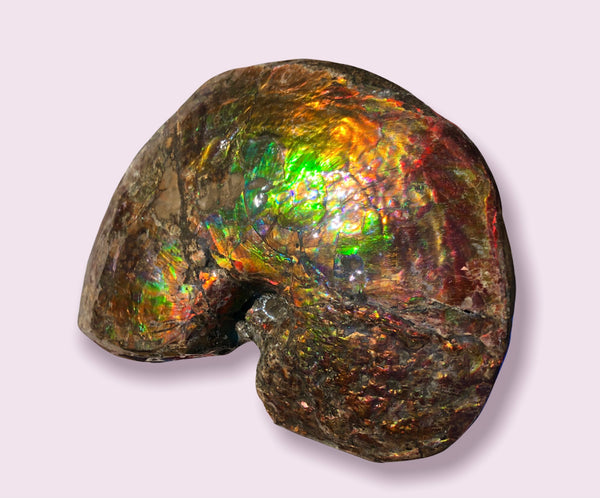 AF-76 Near complete Ammonite Fossil - Placenticeras Meeki　Ammolite **FREE SHIPPING***　