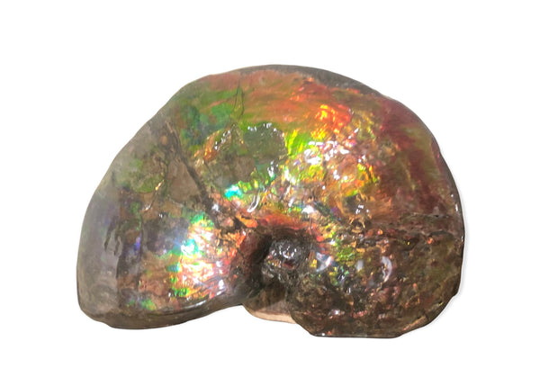 AF-76 Near complete Ammonite Fossil - Placenticeras Meeki　Ammolite **FREE SHIPPING***　