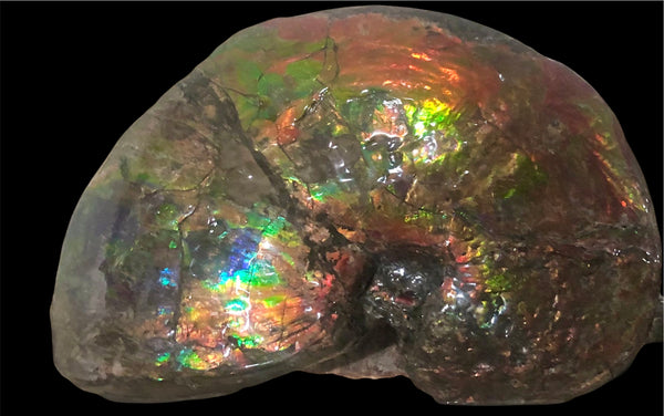 AF-76 Near complete Ammonite Fossil - Placenticeras Meeki　Ammolite **FREE SHIPPING***　