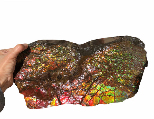 A Huge Ammolite Display Stone  Fossil Section Piece 340mm 13.38" Collector Stone Home Décor  - CS-220***アンモライト 超大型両面　コレクターストーン