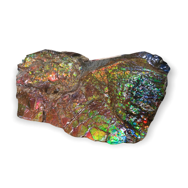 A Huge Ammolite Display Stone  Fossil Section Piece 340mm 13.38" Collector Stone Home Décor  - CS-220***アンモライト 超大型両面　コレクターストーン