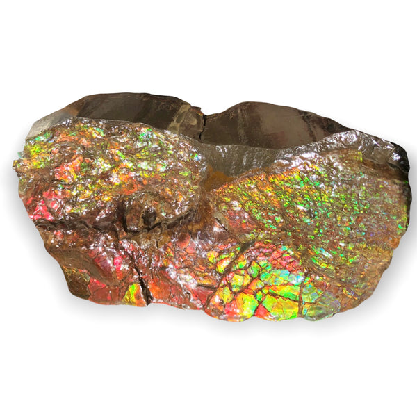 A Huge Ammolite Display Stone  Fossil Section Piece 340mm 13.38" Collector Stone Home Décor  - CS-220***アンモライト 超大型両面　コレクターストーン