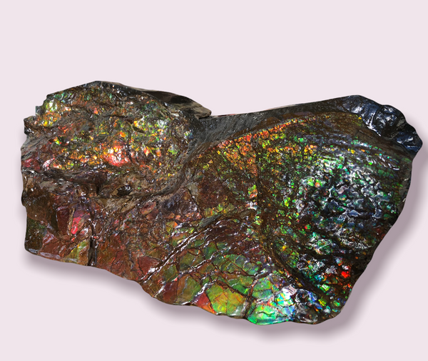 A Huge Ammolite Display Stone  Fossil Section Piece 340mm 13.38" Collector Stone Home Décor  - CS-220***アンモライト 超大型両面　コレクターストーン