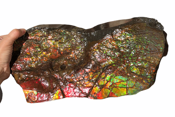 A Huge Ammolite Display Stone  Fossil Section Piece 340mm 13.38" Collector Stone Home Décor  - CS-220***アンモライト 超大型両面　コレクターストーン