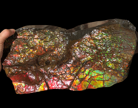 A Huge Ammolite Display Stone  Fossil Section Piece 340mm 13.38" Collector Stone Home Décor  - CS-220***アンモライト 超大型両面　コレクターストーン