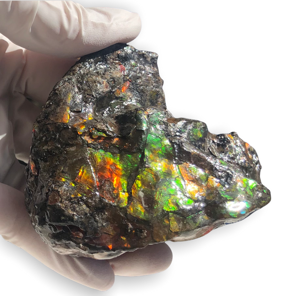 3.55"  Ammolite Rough Display Double-Sided  90mm - RS-21 Rough Stone Collection Ammolite