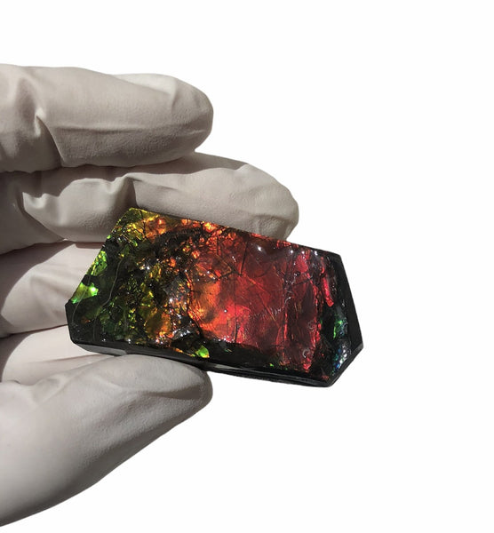 2"  Ammolite Rough Display Double-Sided  51mm - RS-23  Rough Stone Collection Ammolite