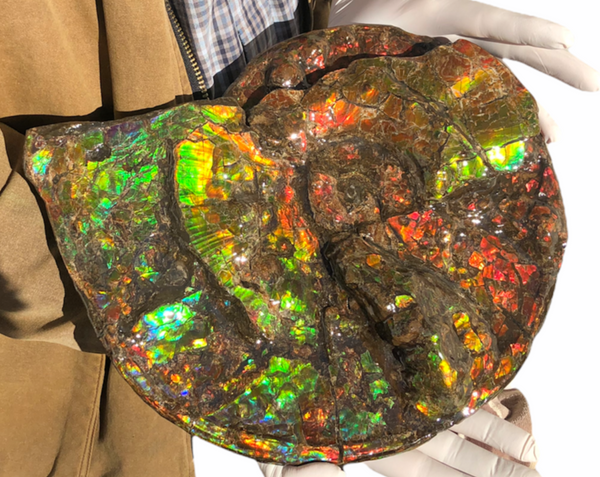 Ammolite Placenticeras Intercalare  333mm ***Free Shipping***斑彩石  AF-77  Ammolite  Ammonite Fossil
