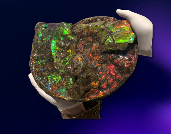 Ammolite Placenticeras Intercalare  333mm ***Free Shipping***斑彩石  AF-77  Ammolite  Ammonite Fossil