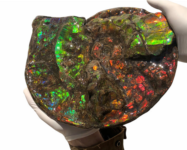 Ammolite Placenticeras Intercalare  333mm ***Free Shipping***斑彩石  AF-77  Ammolite  Ammonite Fossil