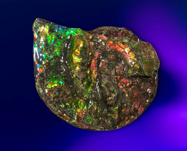 Ammolite Placenticeras Intercalare  333mm ***Free Shipping***斑彩石  AF-77  Ammolite  Ammonite Fossil
