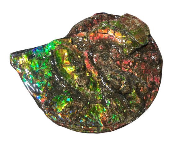 Ammolite Placenticeras Intercalare  333mm ***Free Shipping***斑彩石  AF-77  Ammolite  Ammonite Fossil
