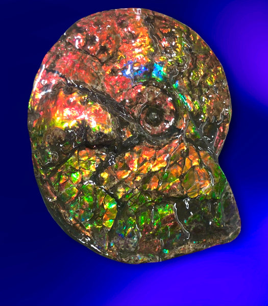 Ammolite Placenticeras Intercalare  333mm ***Free Shipping***斑彩石  AF-77  Ammolite  Ammonite Fossil
