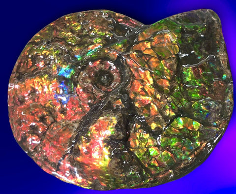 Ammolite Placenticeras Intercalare  333mm ***Free Shipping***斑彩石  AF-77  Ammolite  Ammonite Fossil