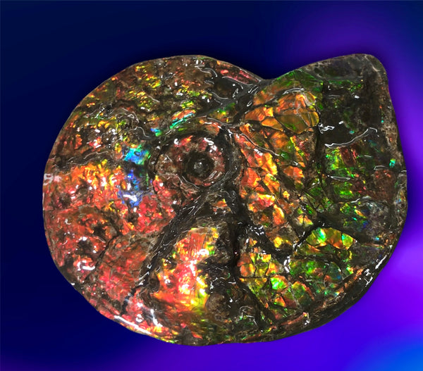 Ammolite Placenticeras Intercalare  333mm ***Free Shipping***斑彩石  AF-77  Ammolite  Ammonite Fossil