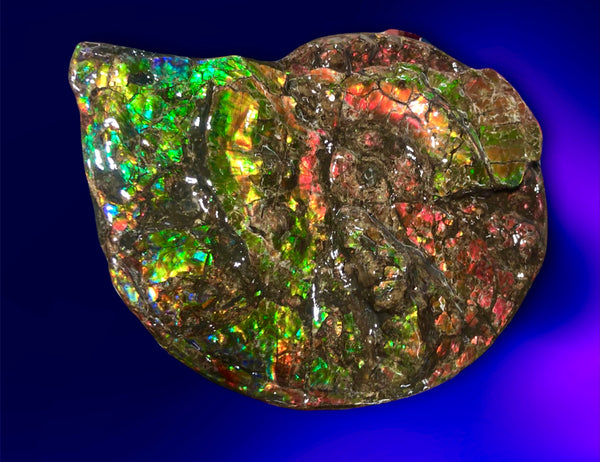 Ammolite Placenticeras Intercalare  333mm ***Free Shipping***斑彩石  AF-77  Ammolite  Ammonite Fossil
