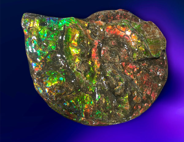 Ammolite Placenticeras Intercalare  333mm ***Free Shipping***斑彩石  AF-77  Ammolite  Ammonite Fossil