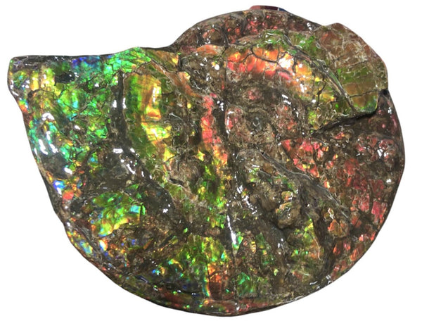 Ammolite Placenticeras Intercalare  333mm ***Free Shipping***斑彩石  AF-77  Ammolite  Ammonite Fossil