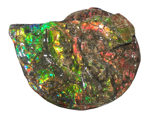 Ammolite Placenticeras Intercalare  333mm ***Free Shipping***斑彩石  AF-77  Ammolite  Ammonite Fossil