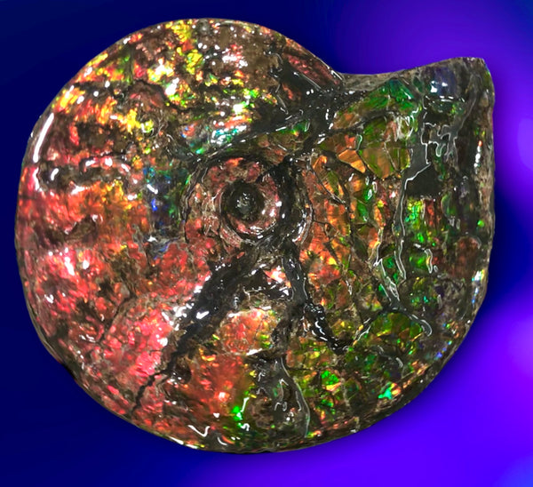 Ammolite Placenticeras Intercalare  333mm ***Free Shipping***斑彩石  AF-77  Ammolite  Ammonite Fossil