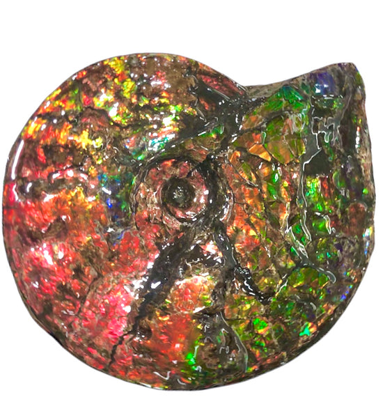 Ammolite Placenticeras Intercalare  333mm ***Free Shipping***斑彩石  AF-77  Ammolite  Ammonite Fossil