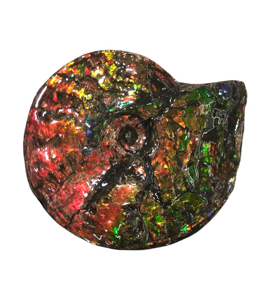 Ammolite Placenticeras Intercalare  333mm ***Free Shipping***斑彩石  AF-77  Ammolite  Ammonite Fossil