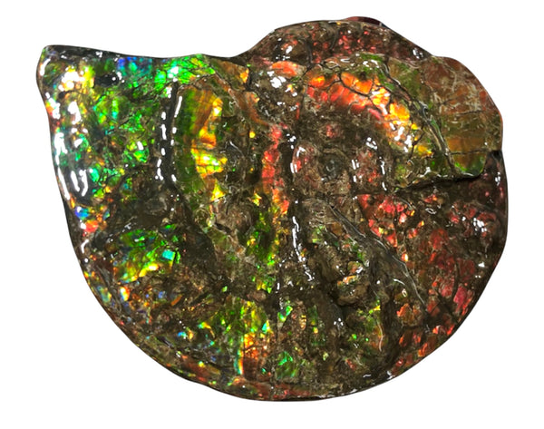 Ammolite Placenticeras Intercalare  333mm ***Free Shipping***斑彩石  AF-77  Ammolite  Ammonite Fossil