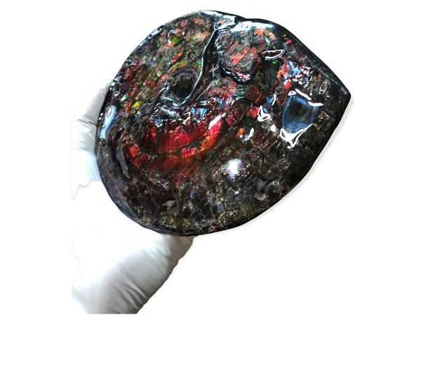 5.78" Ammolite Placenticeras Intercalare ***Free Shipping***  AF-78  Ammolite  Ammonite Fossil