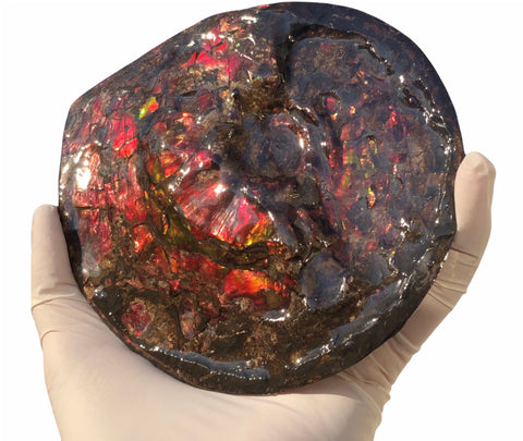 5.78" Ammolite Placenticeras Intercalare ***Free Shipping***  AF-78  Ammolite  Ammonite Fossil