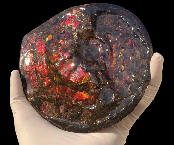 5.78" Ammolite Placenticeras Intercalare ***Free Shipping***  AF-78  Ammolite  Ammonite Fossil