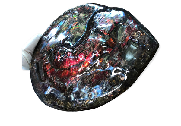 5.78" Ammolite Placenticeras Intercalare ***Free Shipping***  AF-78  Ammolite  Ammonite Fossil