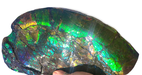 14.5" Double-Sided Ammolite Display Stone  Huge Fossil Placenticeras ,Section Piece 368mm  Collector Stone Home Décor  - CS-223***アンモライト 超大型両面　コレクターストーン FREE SHIPPING