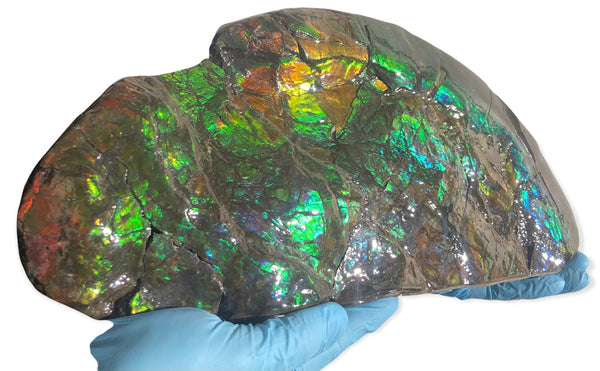 14.5" Double-Sided Ammolite Display Stone  Huge Fossil Placenticeras ,Section Piece 368mm  Collector Stone Home Décor  - CS-223***アンモライト 超大型両面　コレクターストーン FREE SHIPPING