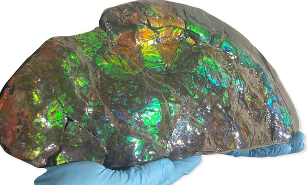 14.5" Double-Sided Ammolite Display Stone  Huge Fossil Placenticeras ,Section Piece 368mm  Collector Stone Home Décor  - CS-223***アンモライト 超大型両面　コレクターストーン FREE SHIPPING