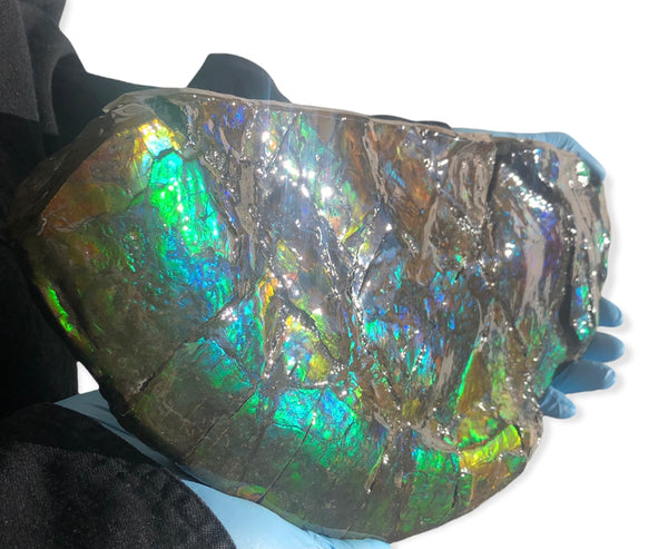 14.5" Double-Sided Ammolite Display Stone  Huge Fossil Placenticeras ,Section Piece 368mm  Collector Stone Home Décor  - CS-223***アンモライト 超大型両面　コレクターストーン FREE SHIPPING