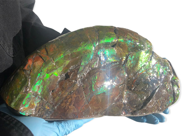 14.5" Double-Sided Ammolite Display Stone  Huge Fossil Placenticeras ,Section Piece 368mm  Collector Stone Home Décor  - CS-223***アンモライト 超大型両面　コレクターストーン FREE SHIPPING
