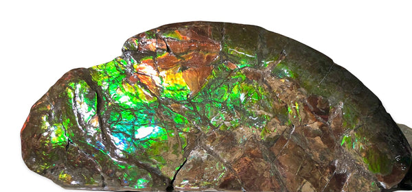 14.5" Double-Sided Ammolite Display Stone  Huge Fossil Placenticeras ,Section Piece 368mm  Collector Stone Home Décor  - CS-223***アンモライト 超大型両面　コレクターストーン FREE SHIPPING