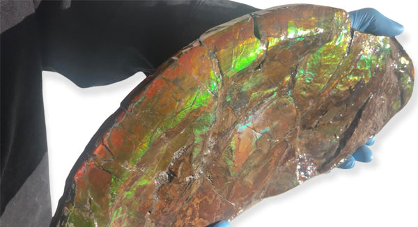 14.5" Double-Sided Ammolite Display Stone  Huge Fossil Placenticeras ,Section Piece 368mm  Collector Stone Home Décor  - CS-223***アンモライト 超大型両面　コレクターストーン FREE SHIPPING