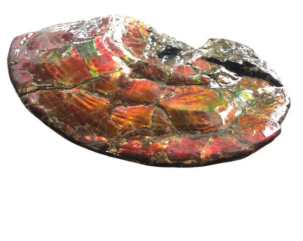 AF-79 Near complete Ammonite Fossil - Placenticeras Meeki　Ammolite **FREE SHIPPING***　