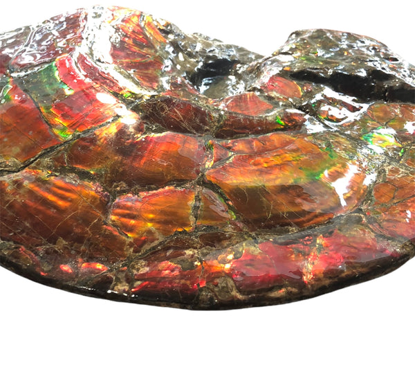 AF-79 Near complete Ammonite Fossil - Placenticeras Meeki　Ammolite **FREE SHIPPING***　