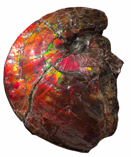 AF-79 Near complete Ammonite Fossil - Placenticeras Meeki　Ammolite **FREE SHIPPING***　